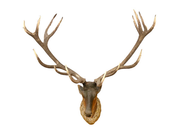 Deer head