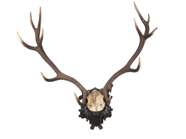 Hirschgeweih
